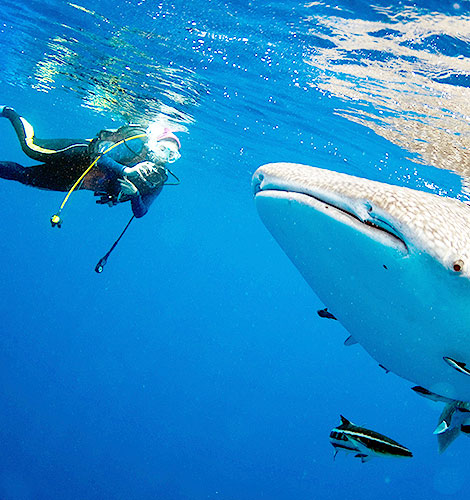Buceo y esnórquel en México